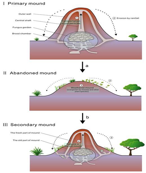 不同演变阶段白蚁堆结构与土壤养分关系示意图